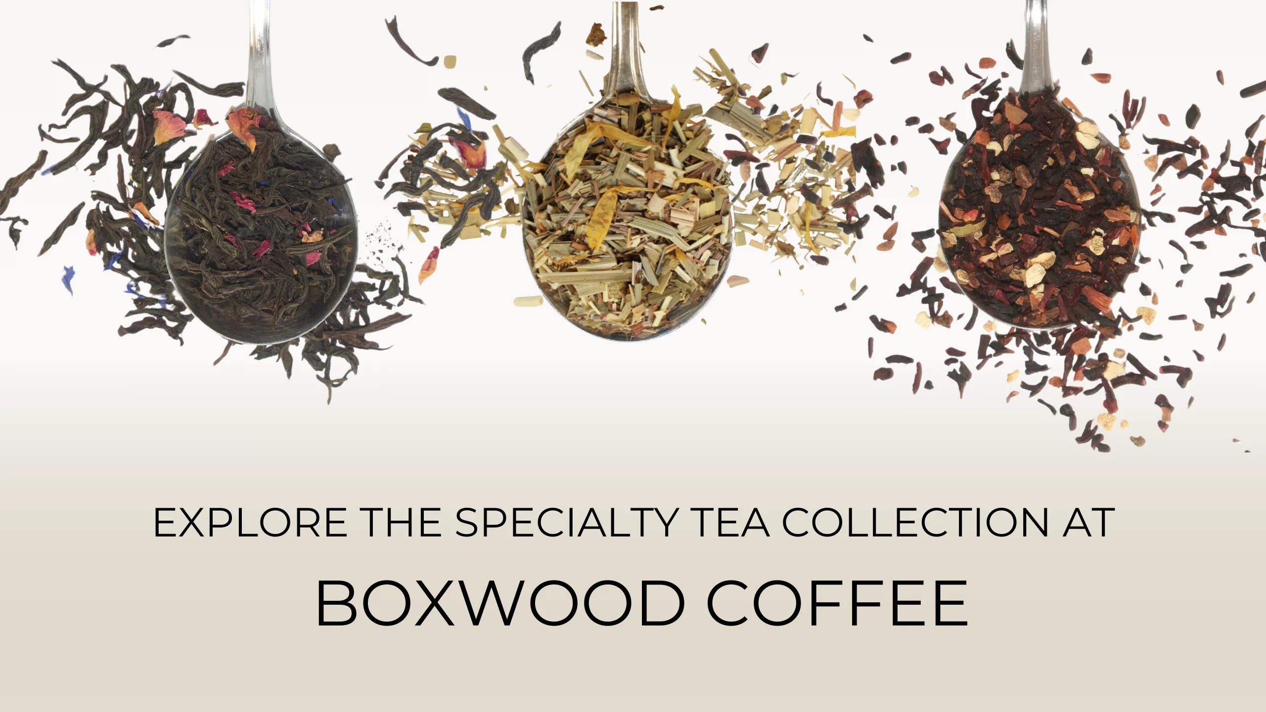 Explore the Specialty Tea Collection at Boxwood Coffee